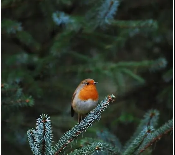 Woudthuisje Holiday home Laag-Soeren