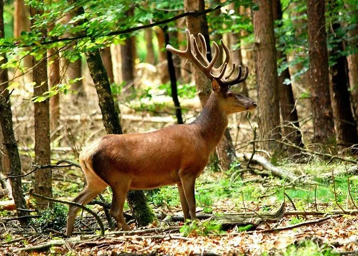 Holiday home Woudthuisje Laag-Soeren