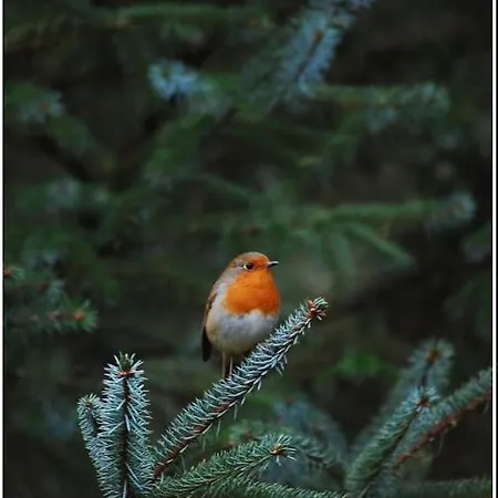 Woudthuisje Ferienhaus Laag-Soeren
