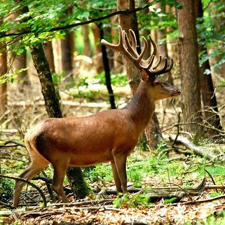 Ferienhaus Woudthuisje Laag-Soeren